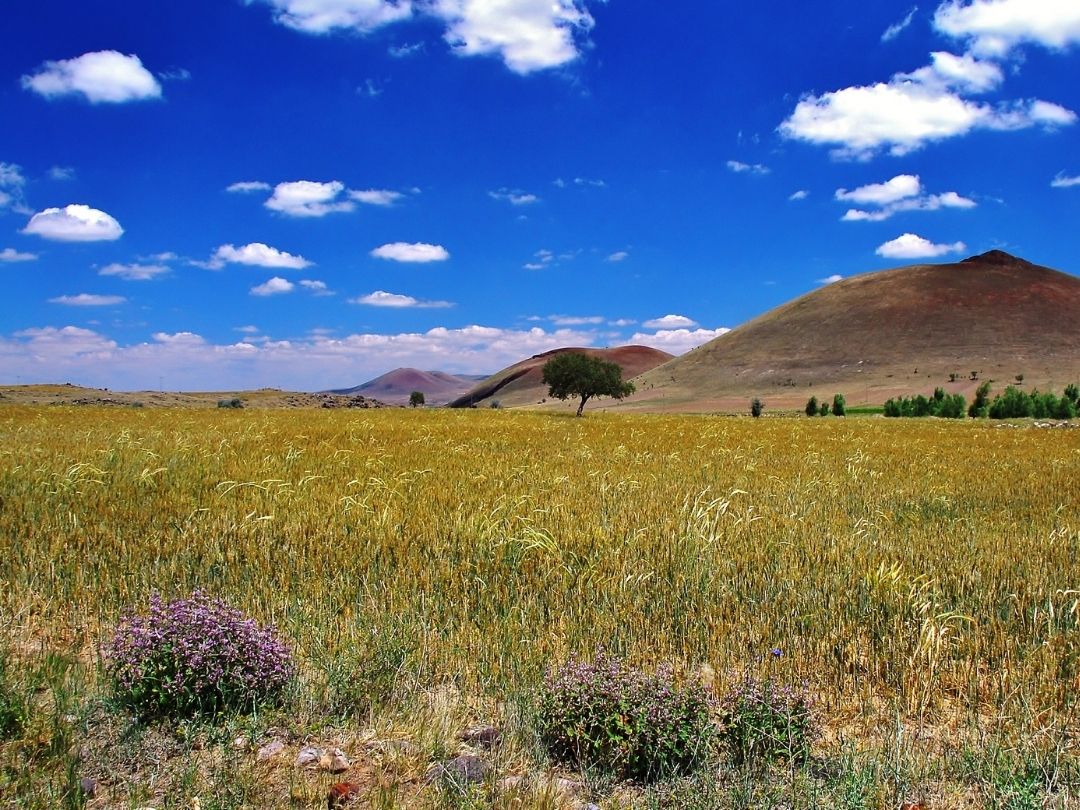 Cappadocia Wine Region